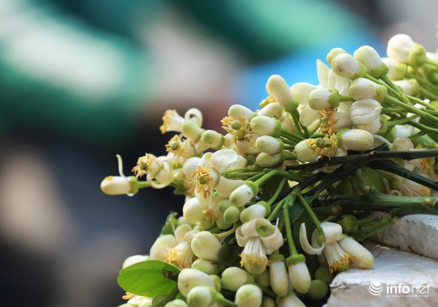 Hoa bưởi đầu mùa xuống phố, thơm nồng nàn khắp phố phường Hà Nội - Ảnh 2.