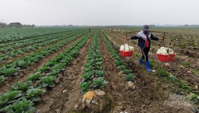 Rau xanh tăng giá, thương lái tranh mua - Ảnh 2.