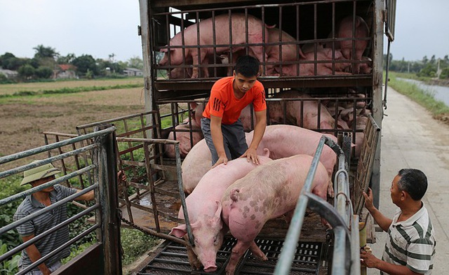 Sớm đưa giá lợn hơi giảm về mức khoảng 60.000 đồng/kg - Ảnh 1.