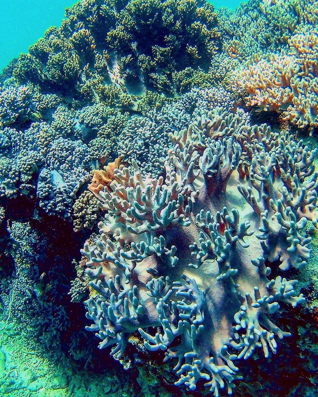 6 vùng biển lặn ngắm san hô đẹp nhất Việt Nam: Rực rỡ đến mê đắm lòng người - Ảnh 10.