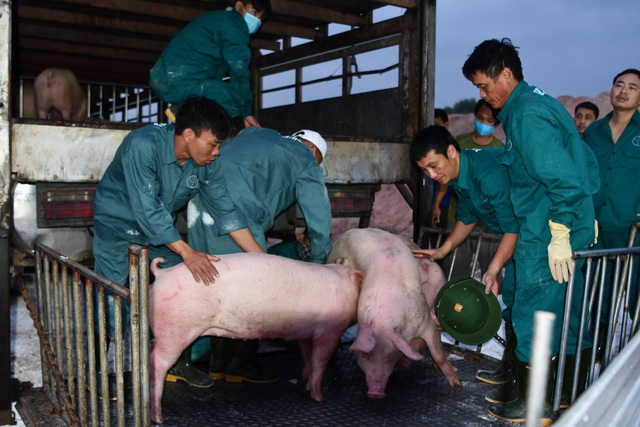 Thứ trưởng Bộ NN&PTNT: Giá thịt lợn chắc chắn sẽ giảm - Ảnh 1.