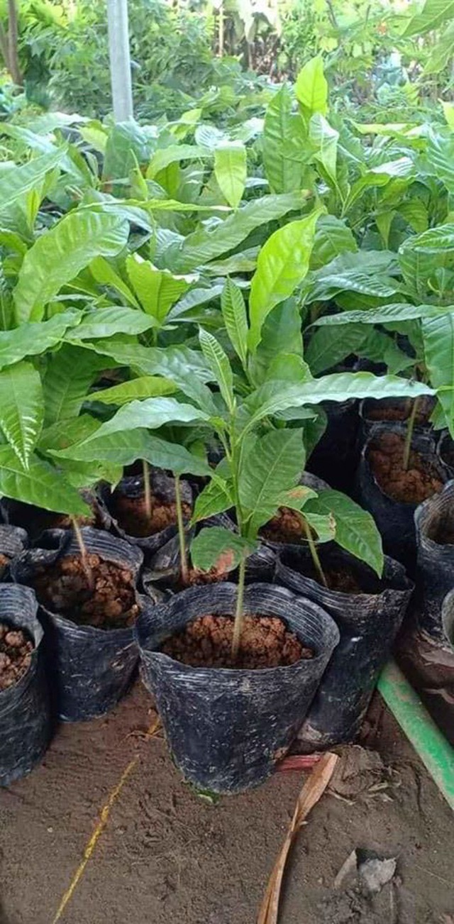 Những giống cây ăn quả siêu năng suất khiến nông dân “phát sốt“