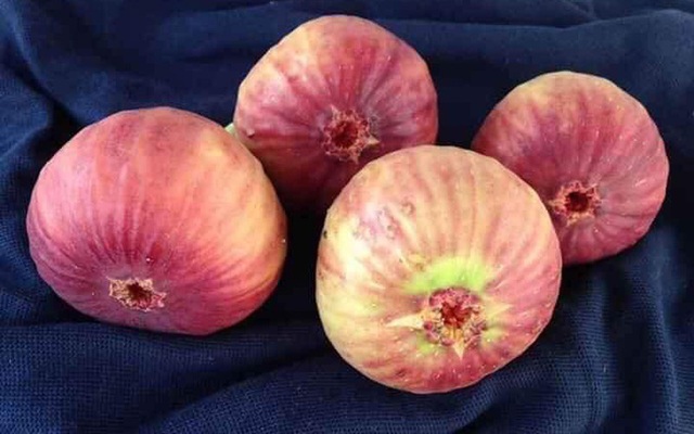 Những giống cây ăn quả siêu năng suất khiến nông dân “phát sốt“ - Ảnh 16.