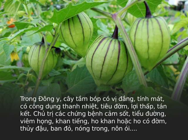 Đây là loại quả mà người Việt chỉ coi là cỏ dại, sang Nhật được tôn như thảo dược quý chữa đủ thứ bệnh, bán giá 700k/kg vẫn cháy hàng - Ảnh 4.