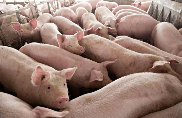 Bộ Nông nghiệp chỉ tên nhiều doanh nghiệp không phối hợp giảm giá thịt lợn - Ảnh 1.