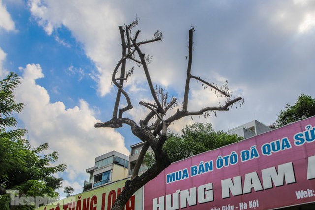 Nhiều cây sưa tiền tỷ trên đường phố Hà Nội dần chết khô trong bọc sắt - Ảnh 4.