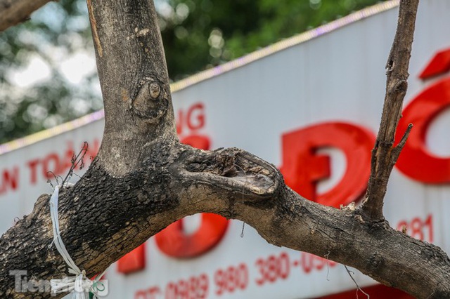 Nhiều cây sưa tiền tỷ trên đường phố Hà Nội dần chết khô trong bọc sắt - Ảnh 10.