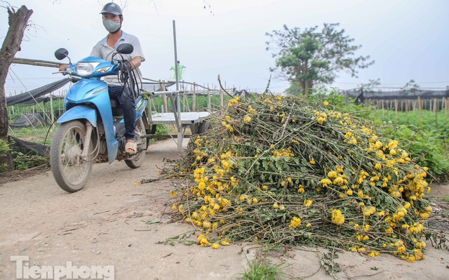 Không có nơi tiêu thụ, người nông dân khóc ròng, cắt hoa vứt đầy đường