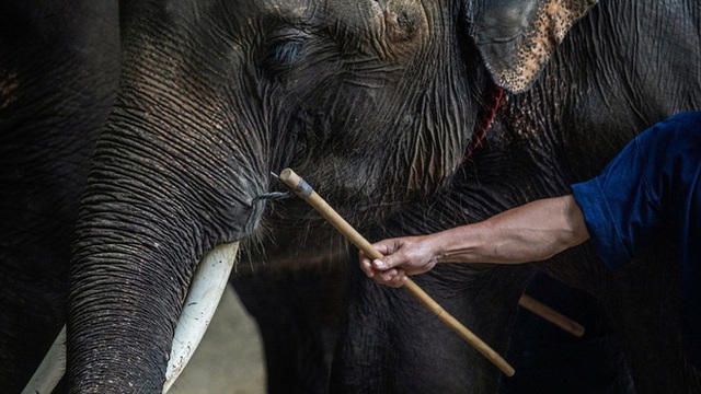 Thực tại tăm tối phía sau ngành du lịch thiên nhiên hoang dã: Những nỗi đau không cất nên lời - Ảnh 3.