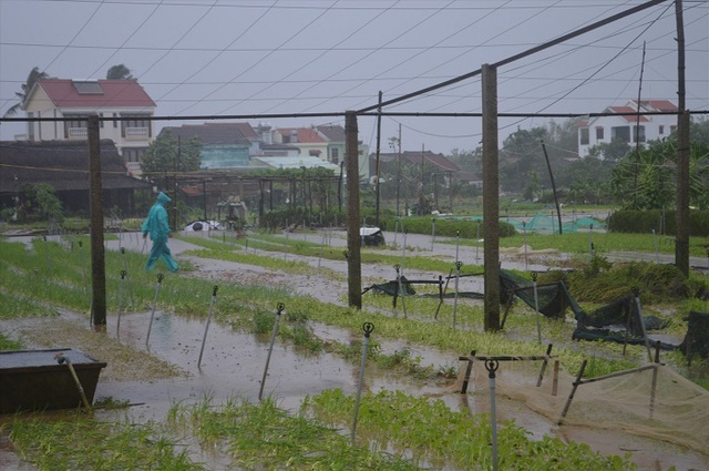 Đặc sản miền Trung: Chuối ngự, rau quế... tiêu tán vì mưa bão, nông dân thất thu hàng trăm triệu đồng - Ảnh 1.