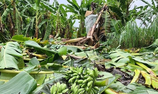 Đặc sản miền Trung: Chuối ngự, rau quế... tiêu tán vì mưa bão, nông dân thất thu hàng trăm triệu đồng - Ảnh 2.