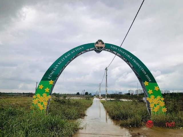 Vựa rau sạch lớn nhất Đà Nẵng tan hoang sau lũ, dân mất trắng - Ảnh 3.