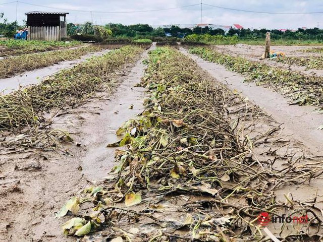 Vựa rau sạch lớn nhất Đà Nẵng tan hoang sau lũ, dân mất trắng - Ảnh 6.