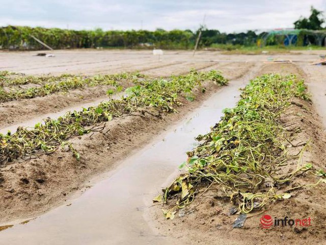 Vựa rau sạch lớn nhất Đà Nẵng tan hoang sau lũ, dân mất trắng - Ảnh 7.