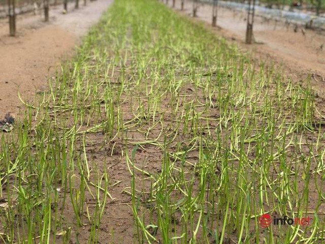 Vựa rau sạch lớn nhất Đà Nẵng tan hoang sau lũ, dân mất trắng - Ảnh 10.