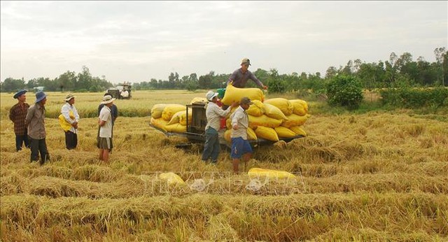 Thị trường nông sản tuần qua: Giá tiêu đồng loạt tăng - Ảnh 1.