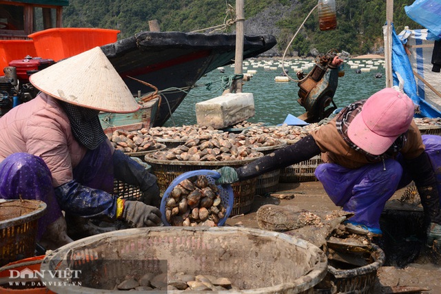 Quảng Ninh: Khổ, hơn 100.000 tấn ngao, hàu, tôm, cá đã to lắm rồi nhưng nông dân nhấp nhổm vì điều này - Ảnh 1.