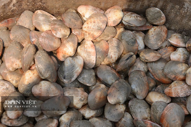 Quảng Ninh: Khổ, hơn 100.000 tấn ngao, hàu, tôm, cá đã to lắm rồi nhưng nông dân nhấp nhổm vì điều này - Ảnh 2.