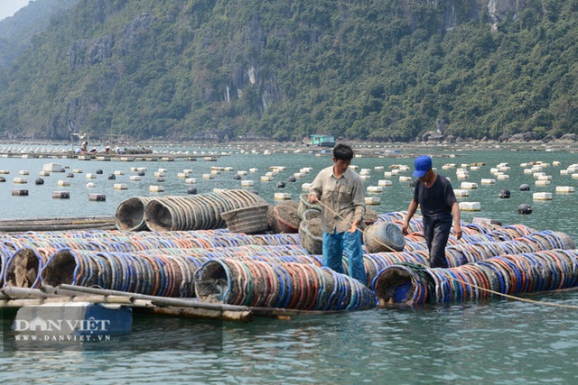 Quảng Ninh: Khổ, hơn 100.000 tấn ngao, hàu, tôm, cá đã to lắm rồi nhưng nông dân nhấp nhổm vì điều này - Ảnh 3.