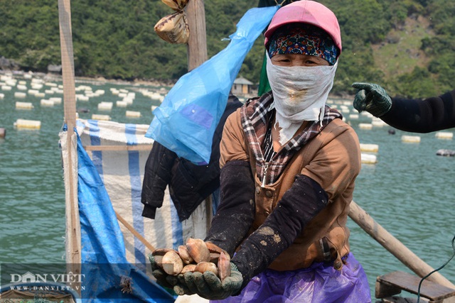 Quảng Ninh: Khổ, hơn 100.000 tấn ngao, hàu, tôm, cá đã to lắm rồi nhưng nông dân nhấp nhổm vì điều này - Ảnh 4.