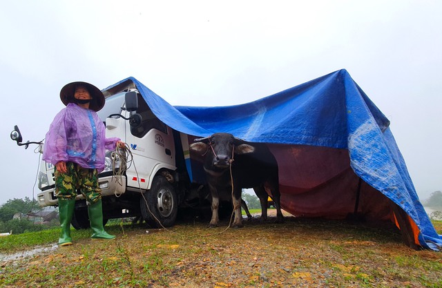  Nghệ An: Người dân ven sông phải lên đê dựng lều cho trâu bò trú ẩn - Ảnh 13.