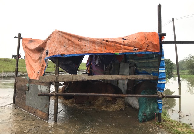  Nghệ An: Người dân ven sông phải lên đê dựng lều cho trâu bò trú ẩn - Ảnh 15.