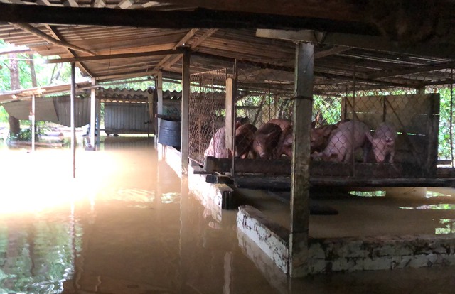  Nghệ An: Người dân ven sông phải lên đê dựng lều cho trâu bò trú ẩn - Ảnh 10.