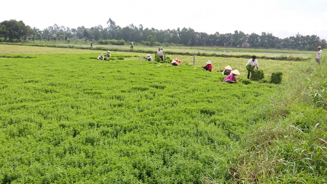 Nông dân Tiền Giang phấn khởi vì rau màu trúng giá - Ảnh 1.