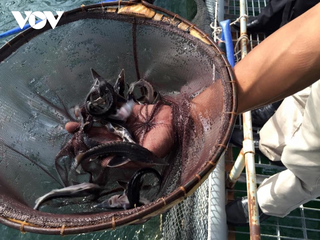  Cá hồi, cá tầm Việt Nam tìm hướng đi trong cuộc cạnh tranh mới  - Ảnh 2.