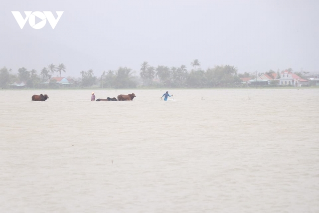 Bình Định: Nước lũ đổ về gây ngập cửa ngõ vào thành phố Quy Nhơn - Ảnh 9. Bình Định: Nước lũ đổ về gây ngập cửa ngõ vào thành phố Quy Nhơn - Ảnh 9.