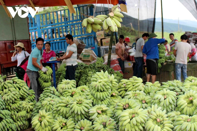 Giá chuối xanh tăng mạnh vì Trung Quốc thu mua tích trữ dịp cuối năm - Ảnh 1.