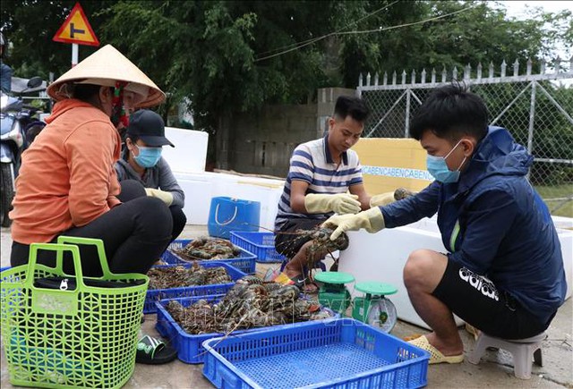  Phú Yên: Sau bão số 12, tôm hùm chết hàng loạt khiến người dân điêu đứng  - Ảnh 3.