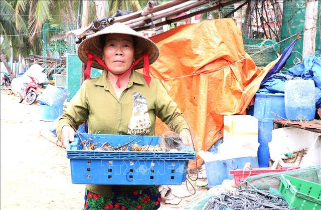  Phú Yên: Sau bão số 12, tôm hùm chết hàng loạt khiến người dân điêu đứng  - Ảnh 4.