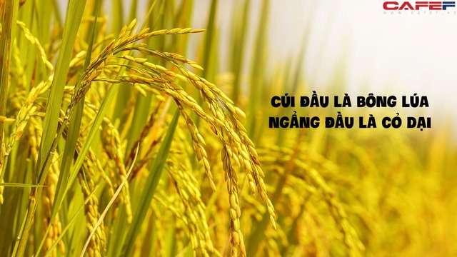 3 đặc điểm tướng mạo của một người có vận may đuề huề, làm việc gì cũng thuận lợi - Ảnh 2.