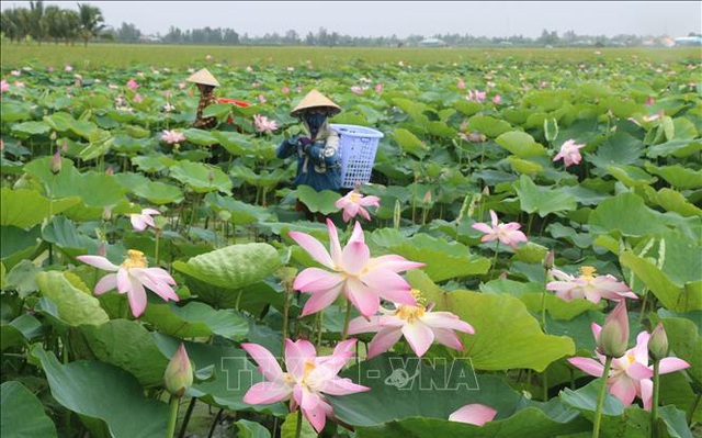 Tăng giá trị cho cây sen Đồng Tháp