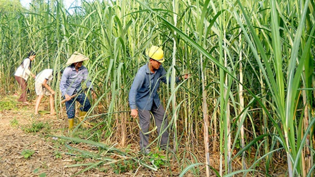 TS. Lê Đăng Doanh: Tái cơ cấu là con đường tốt nhất cho ngành mía đường lúc này - Ảnh 2.