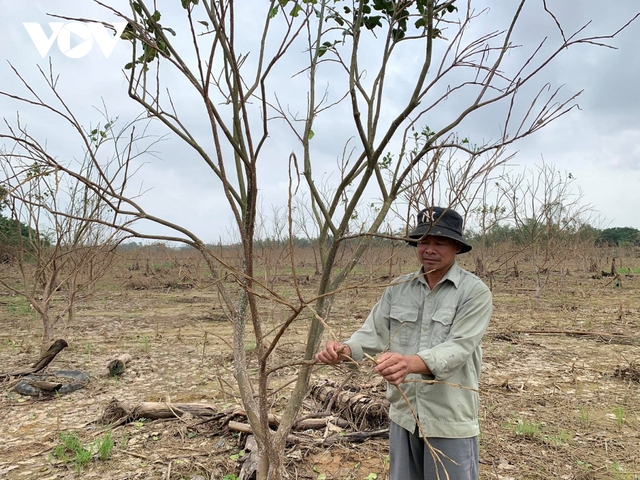 Nông dân Thừa Thiên Huế thiệt hại lớn khi hàng trăm ha cây thanh trà bị chết - Ảnh 2.