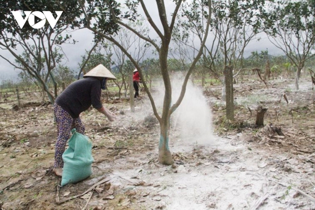 Nông dân Thừa Thiên Huế thiệt hại lớn khi hàng trăm ha cây thanh trà bị chết - Ảnh 4.