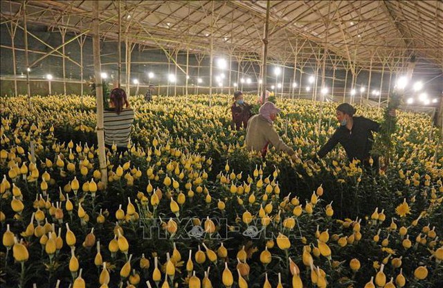 Chuẩn bị hơn 1.500 ha hoa Đà Lạt cho Tết Nguyên đán - Ảnh 1.