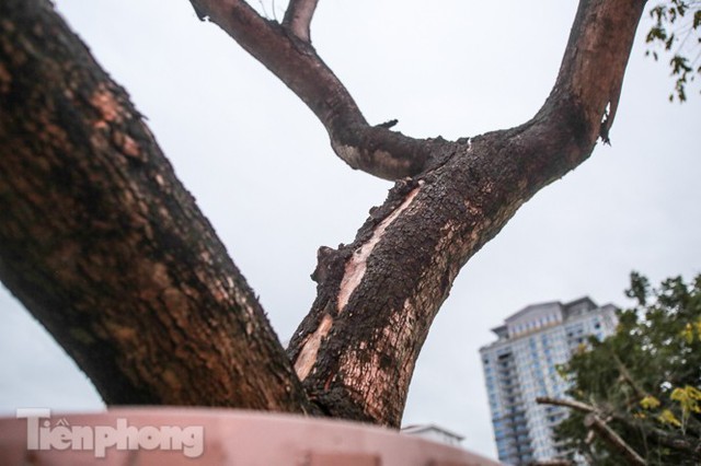Hàng cây sưa đỏ phố Nguyễn Văn Huyên chết khô, vô phương cứu chữa - Ảnh 11.