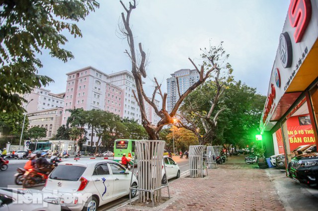 Hàng cây sưa đỏ phố Nguyễn Văn Huyên chết khô, vô phương cứu chữa - Ảnh 12.