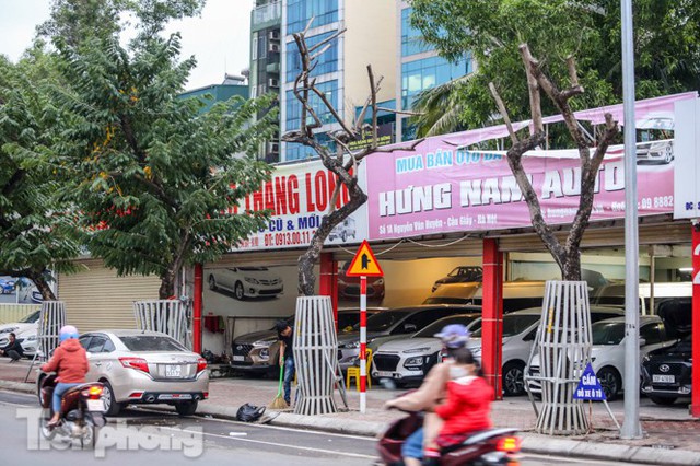 Hàng cây sưa đỏ phố Nguyễn Văn Huyên chết khô, vô phương cứu chữa - Ảnh 3.