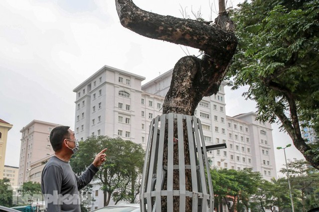 Hàng cây sưa đỏ phố Nguyễn Văn Huyên chết khô, vô phương cứu chữa - Ảnh 5.