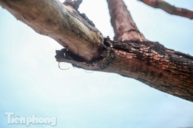 Hàng cây sưa đỏ phố Nguyễn Văn Huyên chết khô, vô phương cứu chữa - Ảnh 10.