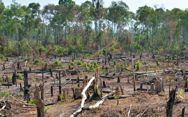 Vì sao Gia Lai xin chuyển mục đích sử dụng 4,7 nghìn ha rừng nghèo?
