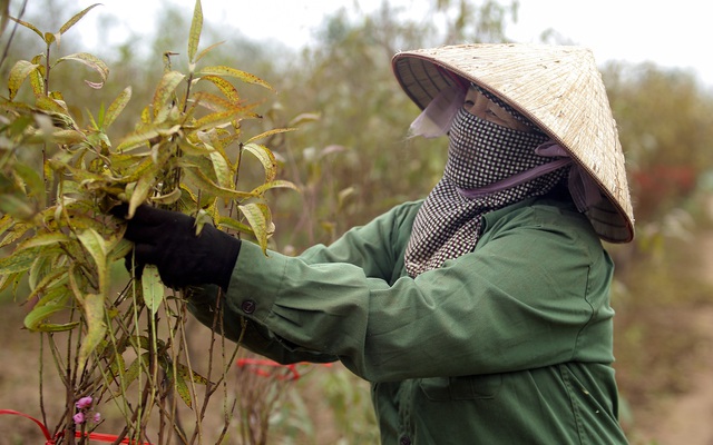 Hà Nội rét "đỉnh điểm", dân làng đào Nhật Tân lại tất bật vào mùa tuốt lá chuẩn bị đón Tết: "Thời tiết ủng hộ, nhưng được ăn hay không vẫn phải do trời"