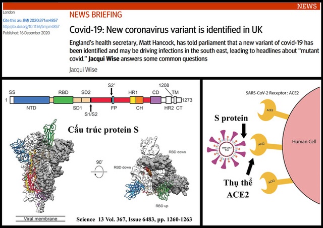     Sars-Cov-2 Latest Variation: The rate of spread is terrible, can the vaccine that just come out of the oven kill it?  - Photo 1.