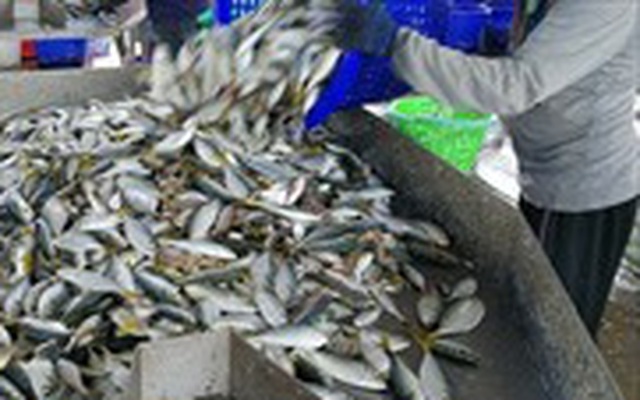 Lào cấm nhập khẩu hải sản từ Thái Lan