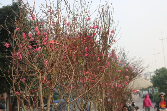 Dao Nhat Tan blooms early, filled with flower markets to welcome the New Year - Photo 2.