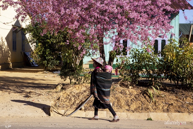 Choáng ngợp với cảnh hàng trăm cây hoa mai anh đào nở rợp trời ở ngôi làng đẹp lạ như Tây Tạng, nằm ngay gần trung tâm TP. Đà Lạt mà không phải ai cũng biết - Ảnh 14.